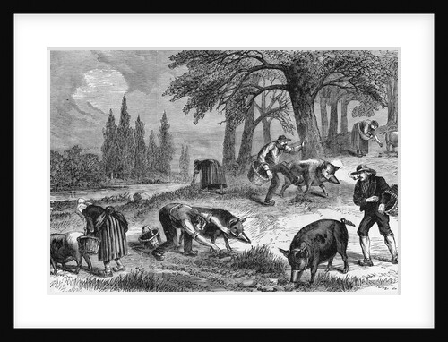 Truffle-Gathering in France by Anonymous