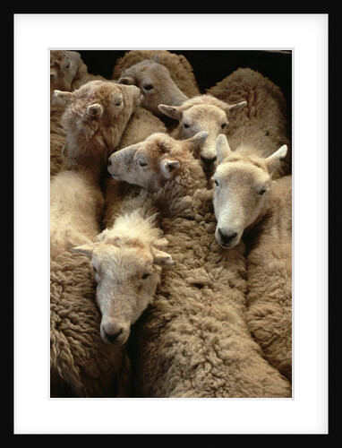 Sheep for Sale at the Welshpool Sheep Auction by Anonymous