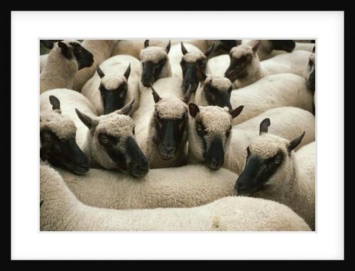 Animals at Findon Sheep Fair by Anonymous