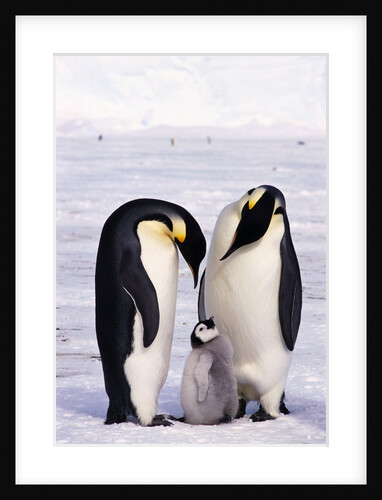 Emperor Penguins with Chick by Anonymous