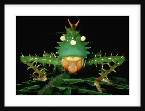 Copiphora in Amazon Rainforest by Anonymous