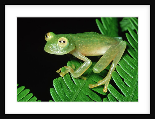 Glass Frog by Anonymous