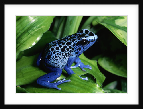 Blue-Poisondart Frog by Anonymous