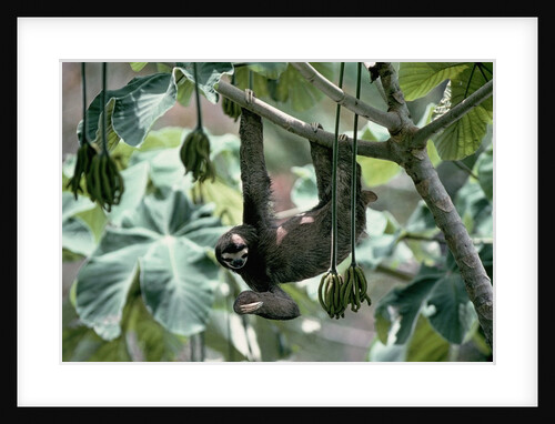 Female Brown-Throated Three-Toed Tree Sloth by Anonymous