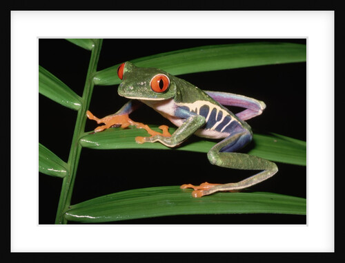 Red-Eyed Leaf Frog by Anonymous
