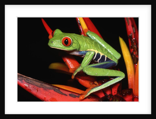 Red-Eyed Leaf Frog by Anonymous