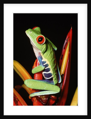 Red-Eyed Leaf Frog by Anonymous