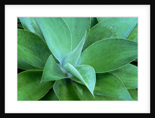 Agave Plant by Anonymous