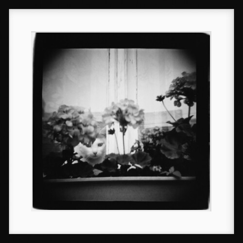 Cat in Window and Geraniums, Domesticity Annette Fournet by Anonymous