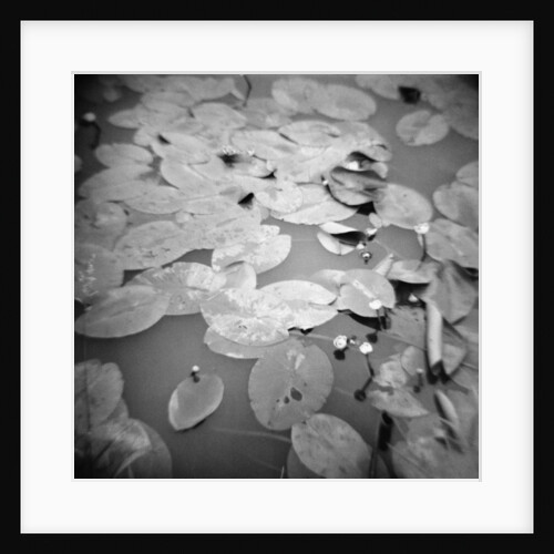 Lotus Blossoms on Pond by Annette Fournet