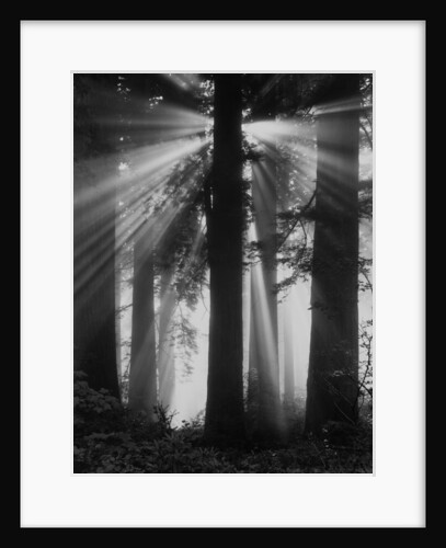 Sunshine in Redwood Forest by Anonymous