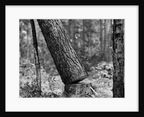 Falling Pine Tree by Anonymous