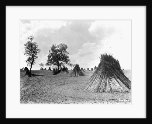 Stacks of Hemp at Harvest by Anonymous