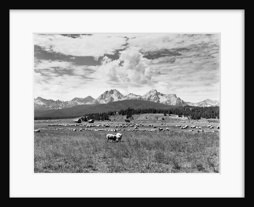 Sheep Grazing in Stanley Basin by Anonymous