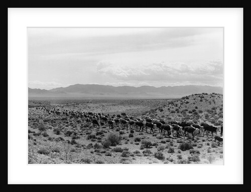 Cattle Drive Through Desert by Anonymous