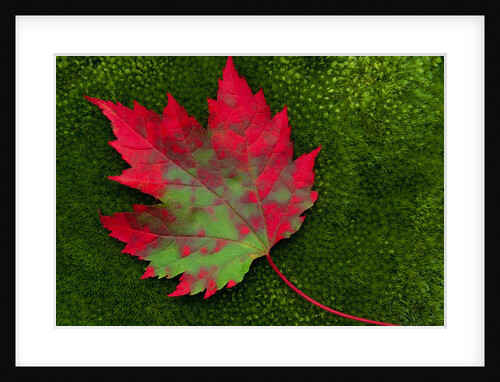 Maple Leaf Changing Color by Anonymous