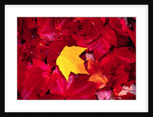 Yellow and Red Maple Leaves by Anonymous
