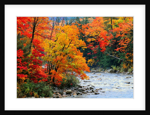 Stream in Autumn Woods by Anonymous
