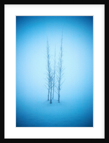 Stand of Trees in the Snow by Anonymous