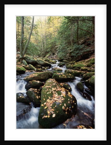 Water Running Through Mossy Rocks by Anonymous