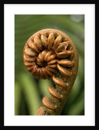 Fiddlehead of Sadleria Fern by Anonymous