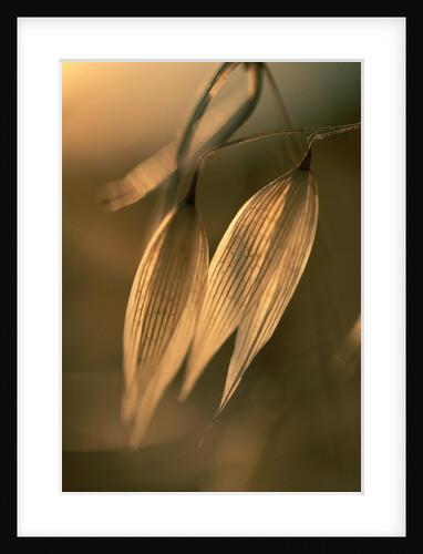 Sunlit Wild Oats by Anonymous