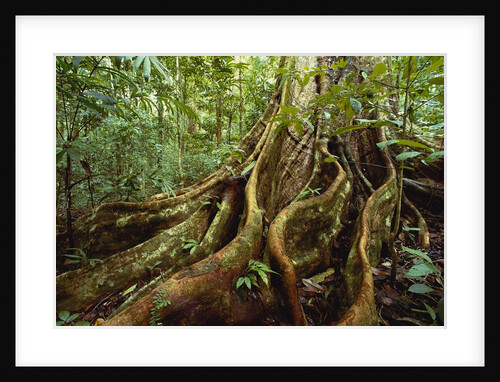 Roots and Trunk of Sloanea Tree by Anonymous