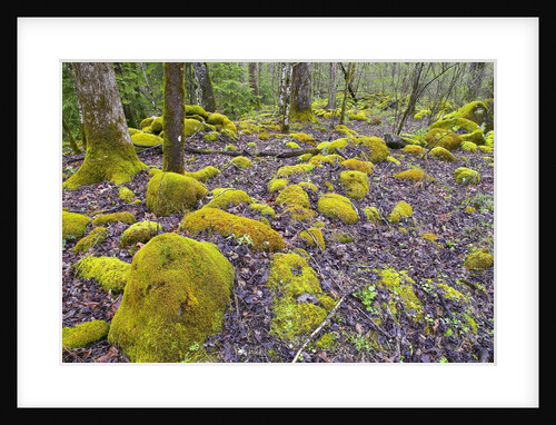 Spring Moss in Great Smoky Mountains by Anonymous