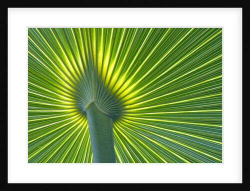 Palm Frond by Anonymous