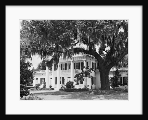 Orton Plantation, Winnabow by Anonymous