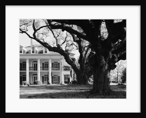 Large Oak Trees at Oak Alley by Anonymous