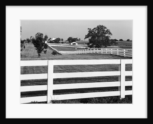 Lexington Horse Farms by Anonymous