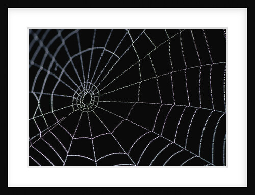 Water Drops on Spiderweb by Anonymous