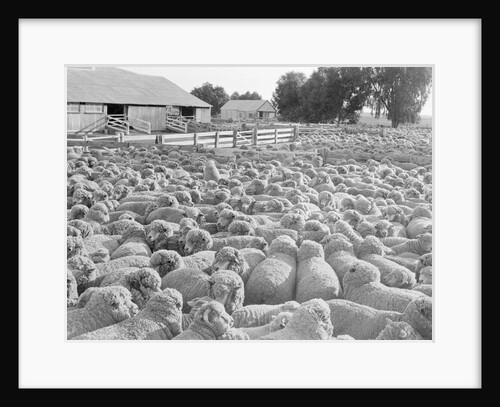 View of a Sheep Ranch in Australia by Anonymous