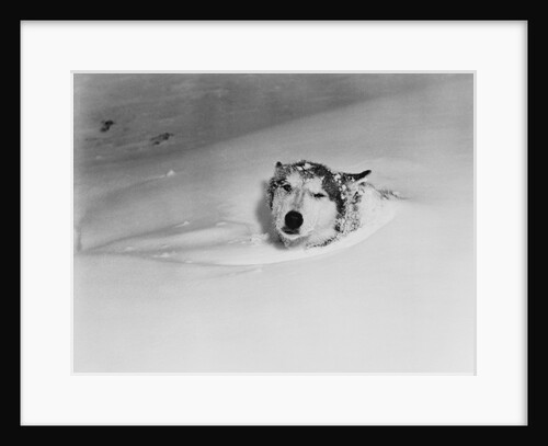 Husky Sleeping in Snowdrift by Anonymous