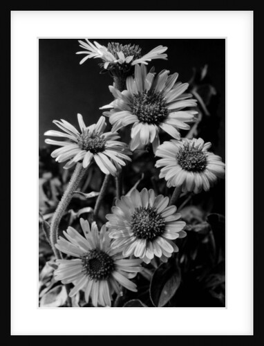 Cluster of Daisies by Anonymous