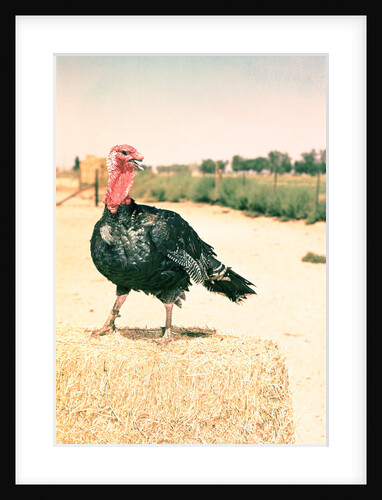 Tom Turkey Posing on Bale of Hay by Anonymous