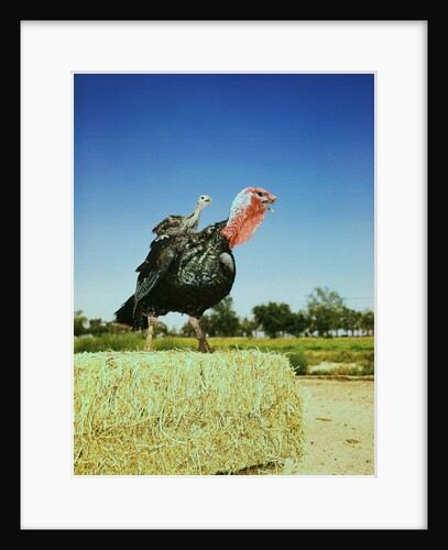 Hen Turkey Balancing Chick upon Back by Anonymous