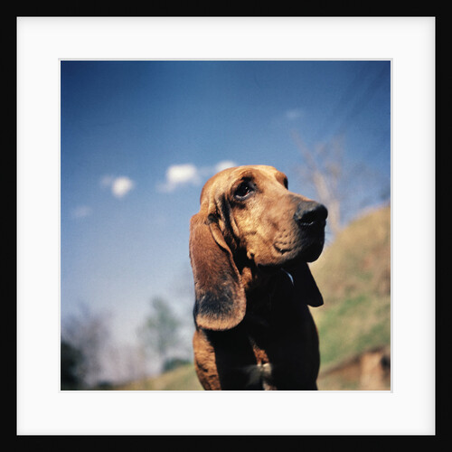 Brown Bloodhound by Anonymous