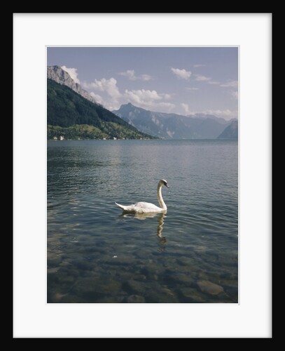 View of Swan on Lake Geneva by Anonymous