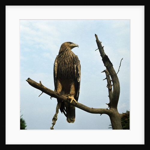Imperial Eagle Resting on a Branch by Anonymous