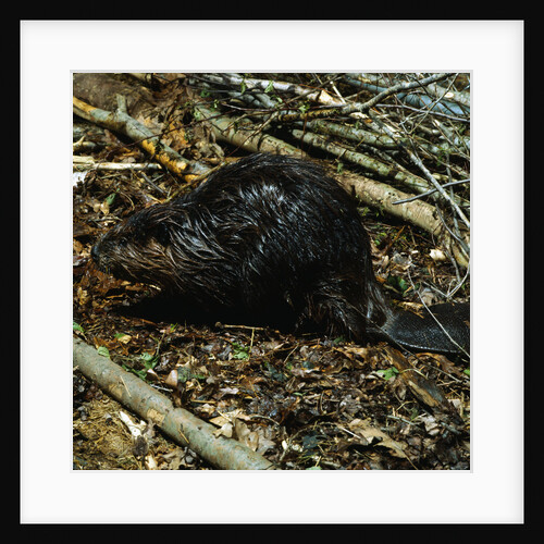 Beaver by Anonymous