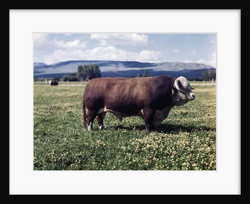 Bull Standing in Field by Anonymous