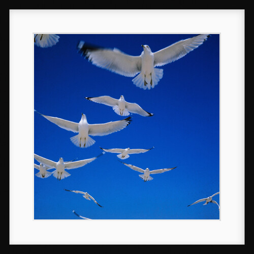 Gulls in Flight by Anonymous