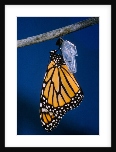 Monarch Butterfly Emerging from Cocoon by Anonymous