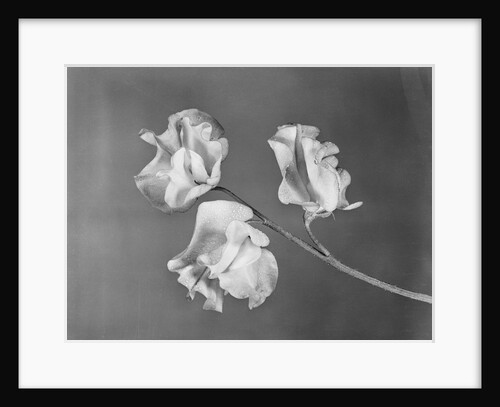 Close View of Sweet Peas by Anonymous