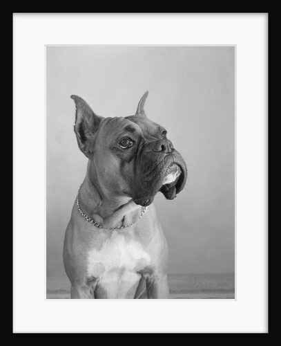 Close View of a Boxer by Anonymous