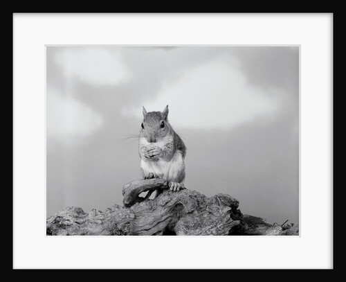 Close-up of Squirrel by Anonymous