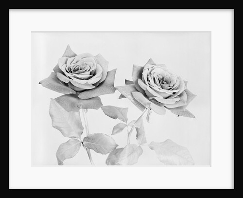 Two Roses by Anonymous