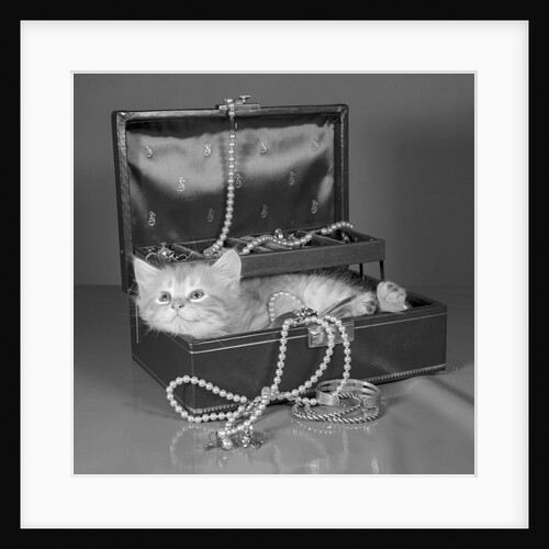 View of Kitten in Jewel Box by Anonymous